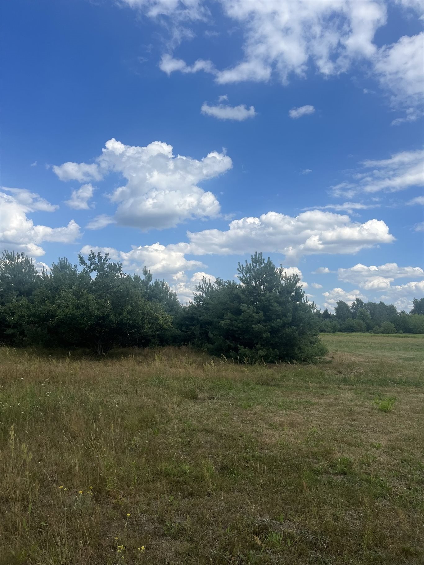 Działka rolna na sprzedaż Stare Babice, Zalesie  3 835m2 Foto 1