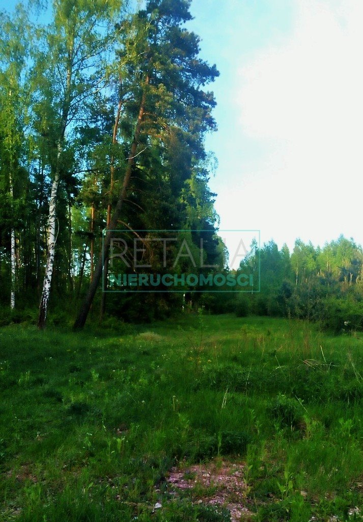 Działka leśna z prawem budowy na sprzedaż Grzegorzewice  13 800m2 Foto 2