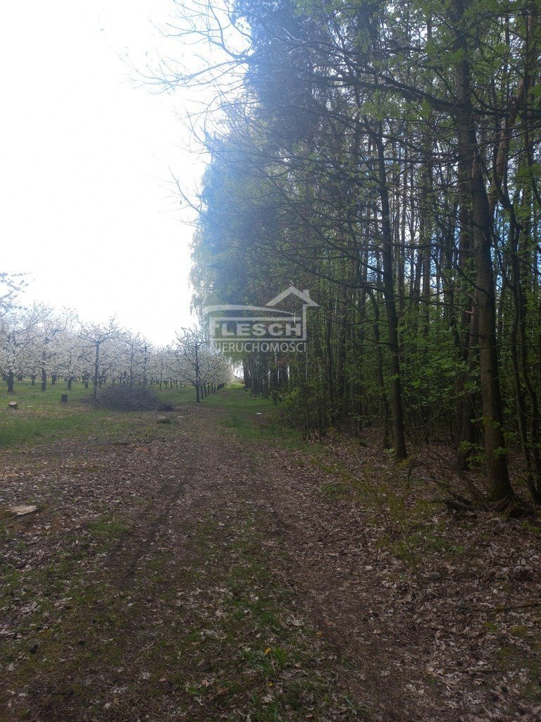 Działka rolna na sprzedaż Załęże Duże  7 300m2 Foto 16