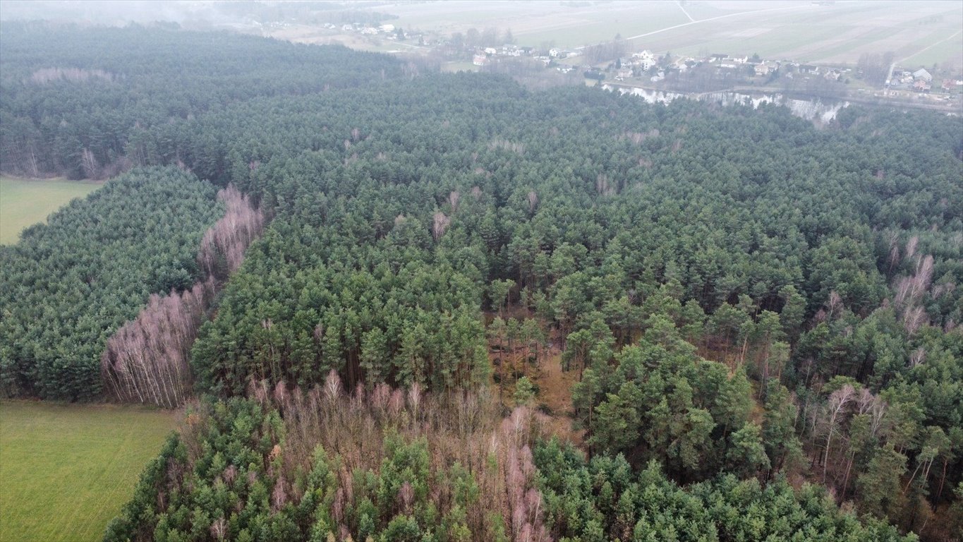 Działka leśna na sprzedaż Gorzakiew  27 000m2 Foto 6
