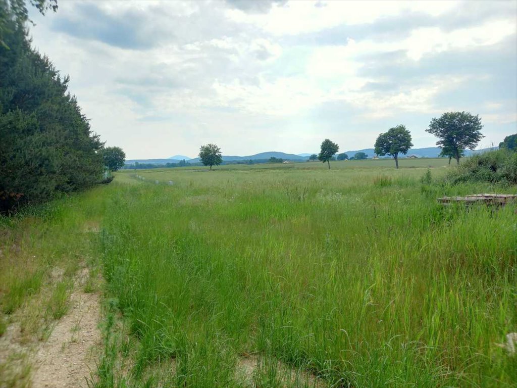 Działka budowlana na sprzedaż Olszany, Olszany  6 070m2 Foto 12