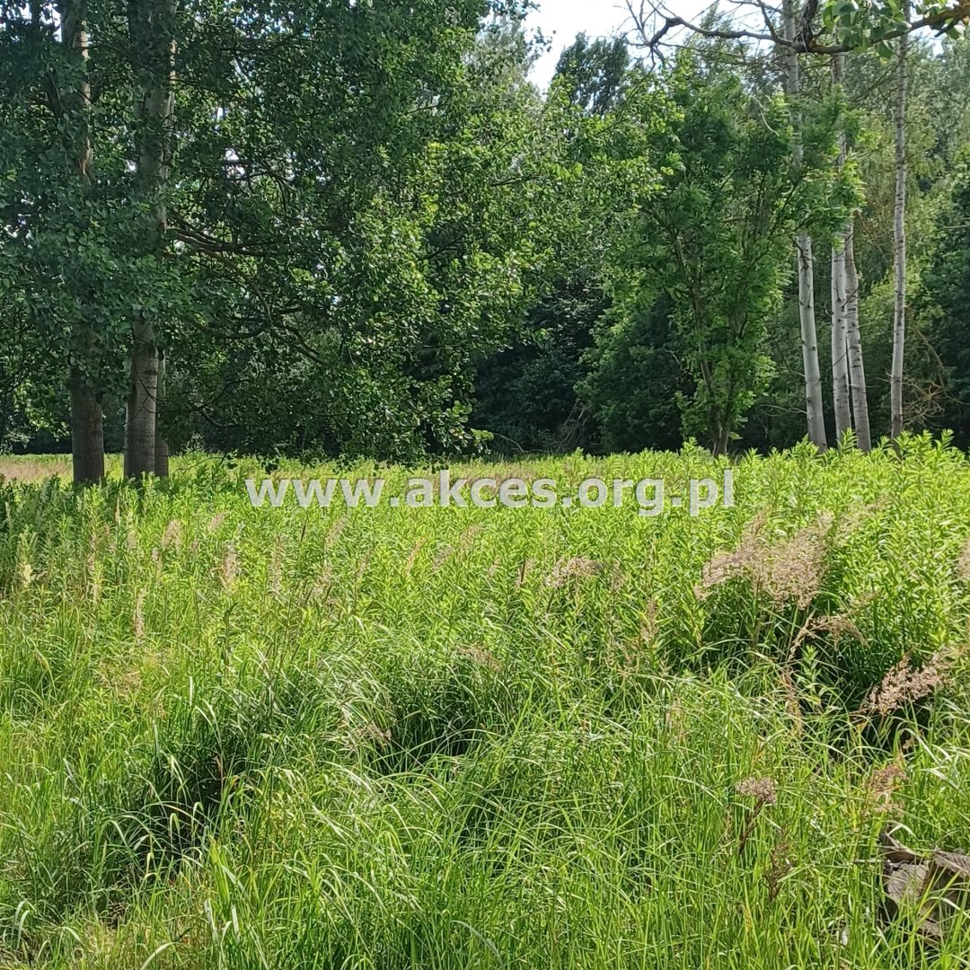 Działka budowlana na sprzedaż Chojnów  2 631m2 Foto 3