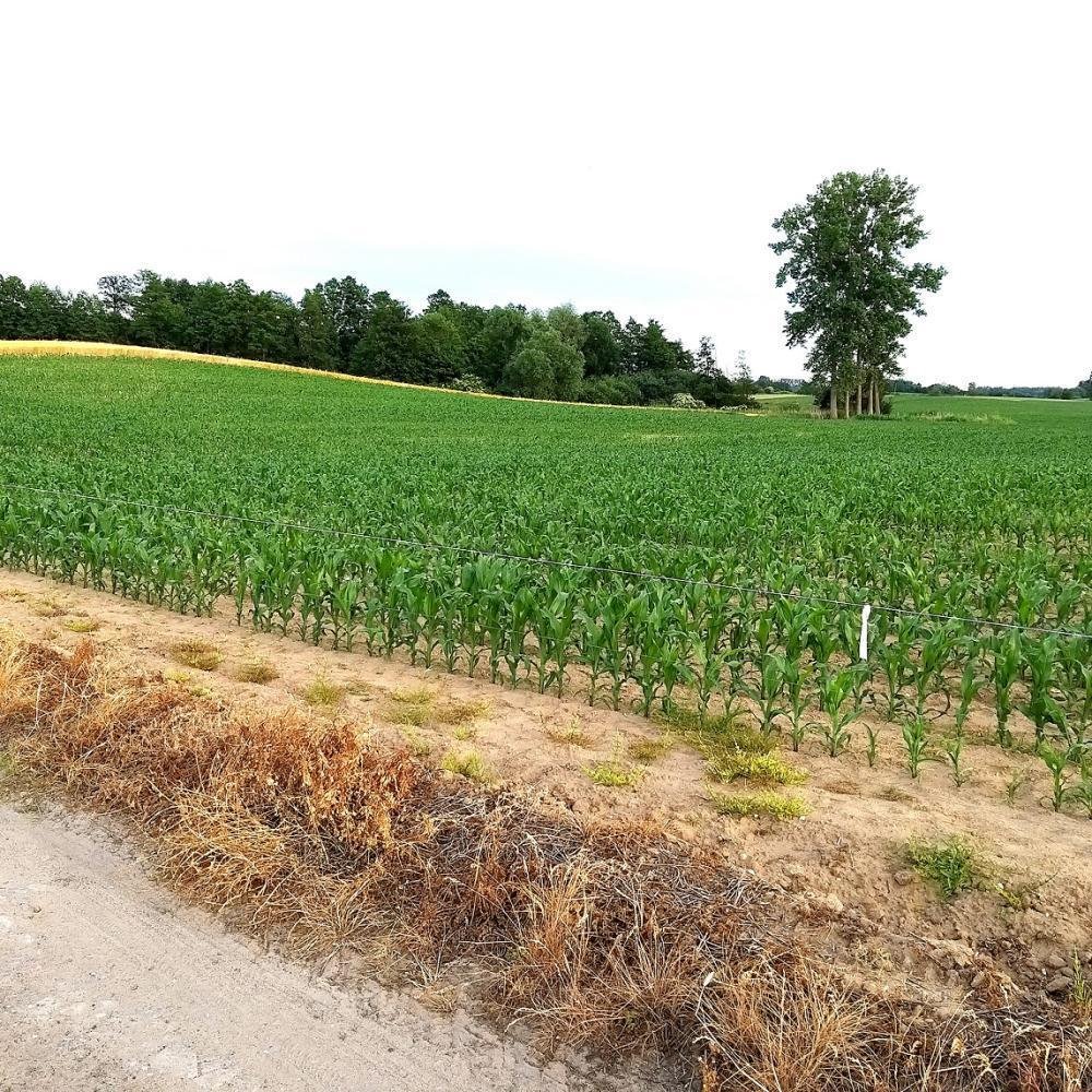 Działka inna na sprzedaż Duszniki, Kunowo  4 500m2 Foto 6