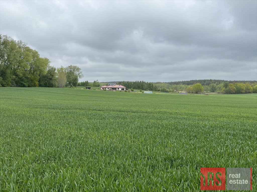 Działka 3000 m2 z warunkami zabudowy i dostępem do lasu Niemierze  3 000m2 Foto 1