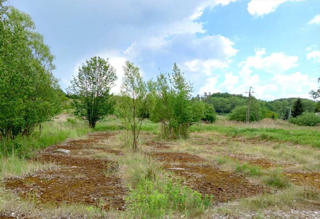 Działka budowlana na sprzedaż Chwaliszów, Chwaliszów  52 000m2 Foto 13