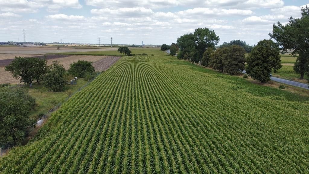 Działka budowlana na sprzedaż Turów  5 958m2 Foto 1