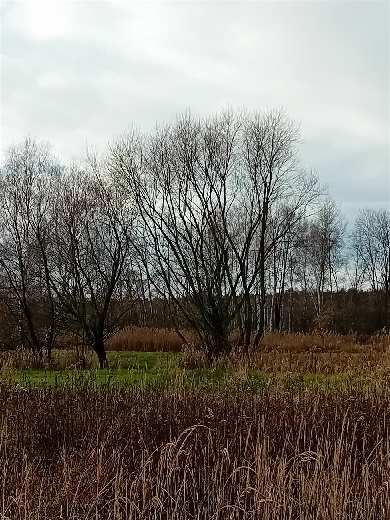 Działka rolna na sprzedaż Trachy, Zamojska  16 000m2 Foto 3