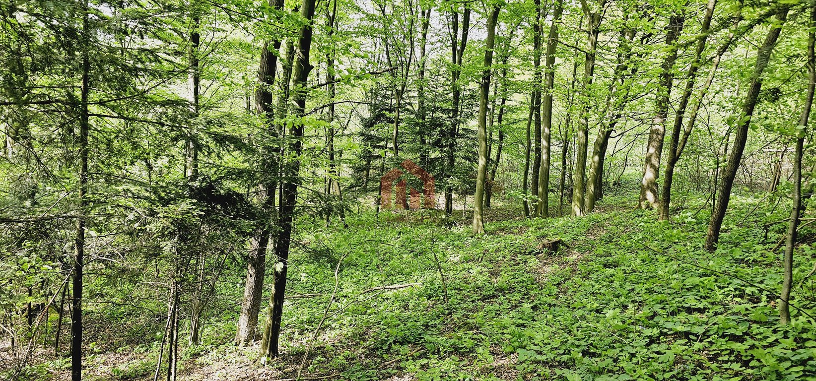 Działka leśna na sprzedaż Ropczyce, Chechły  11 000m2 Foto 3