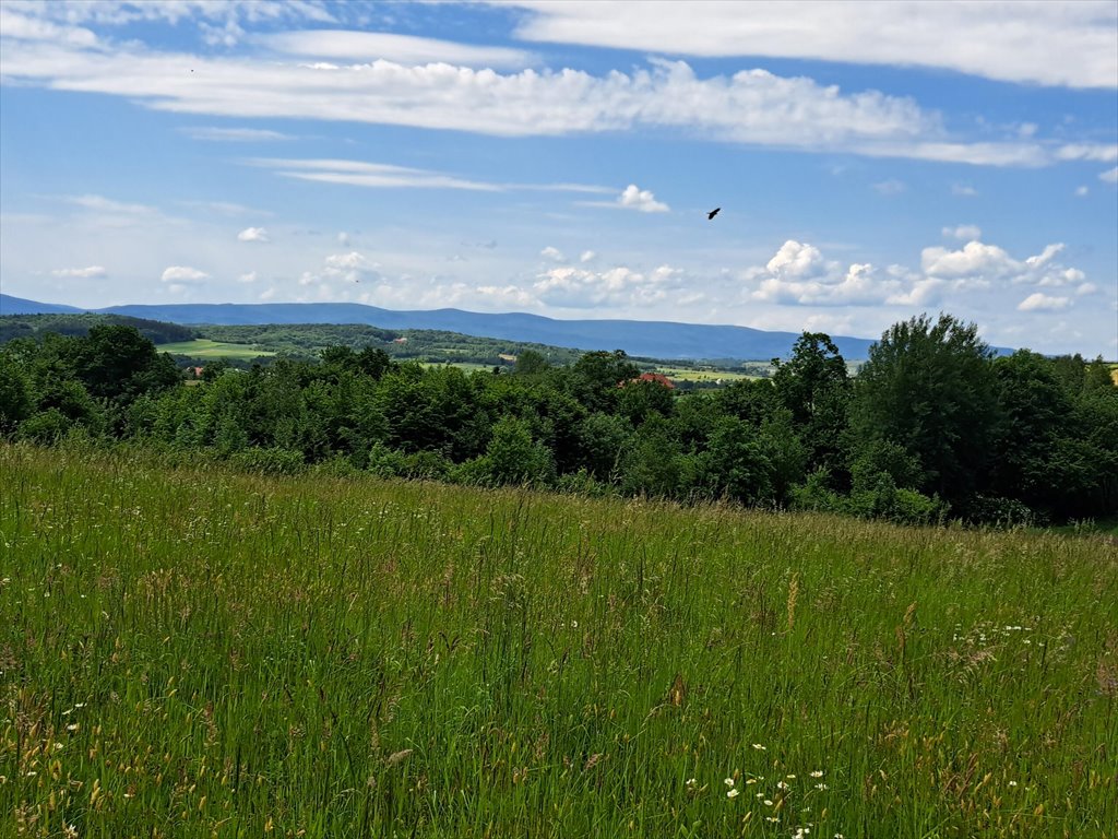 Działka leśna na sprzedaż Podniebyle  6 089m2 Foto 9