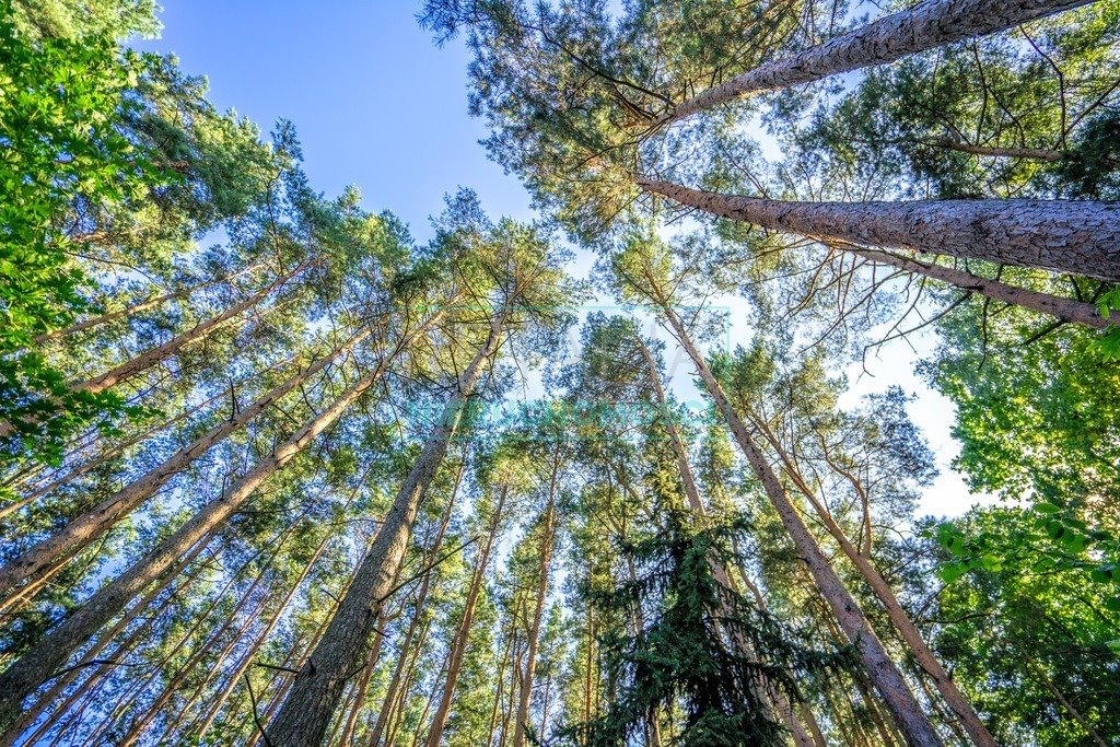 Działka budowlana na sprzedaż Adamów-Wieś  4 200m2 Foto 2