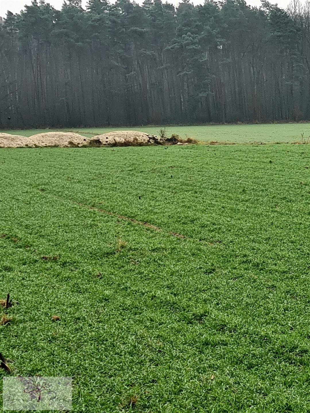 Działka budowlana na sprzedaż Gajówka, Gajówka  4 500m2 Foto 14