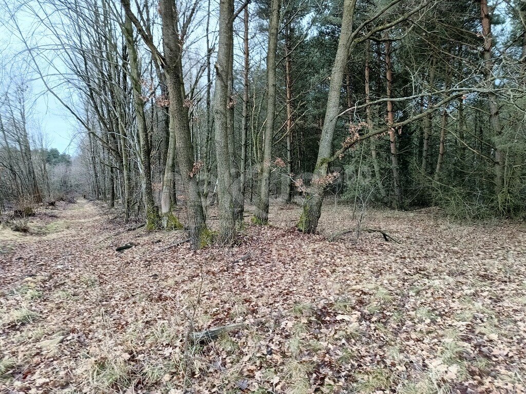 Działka budowlana na sprzedaż Drogoszowice  15 000m2 Foto 1