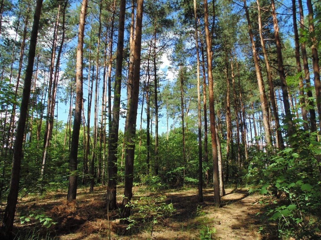 Działka budowlana na sprzedaż Konstancin-Jeziorna, Długa  2 581m2 Foto 3