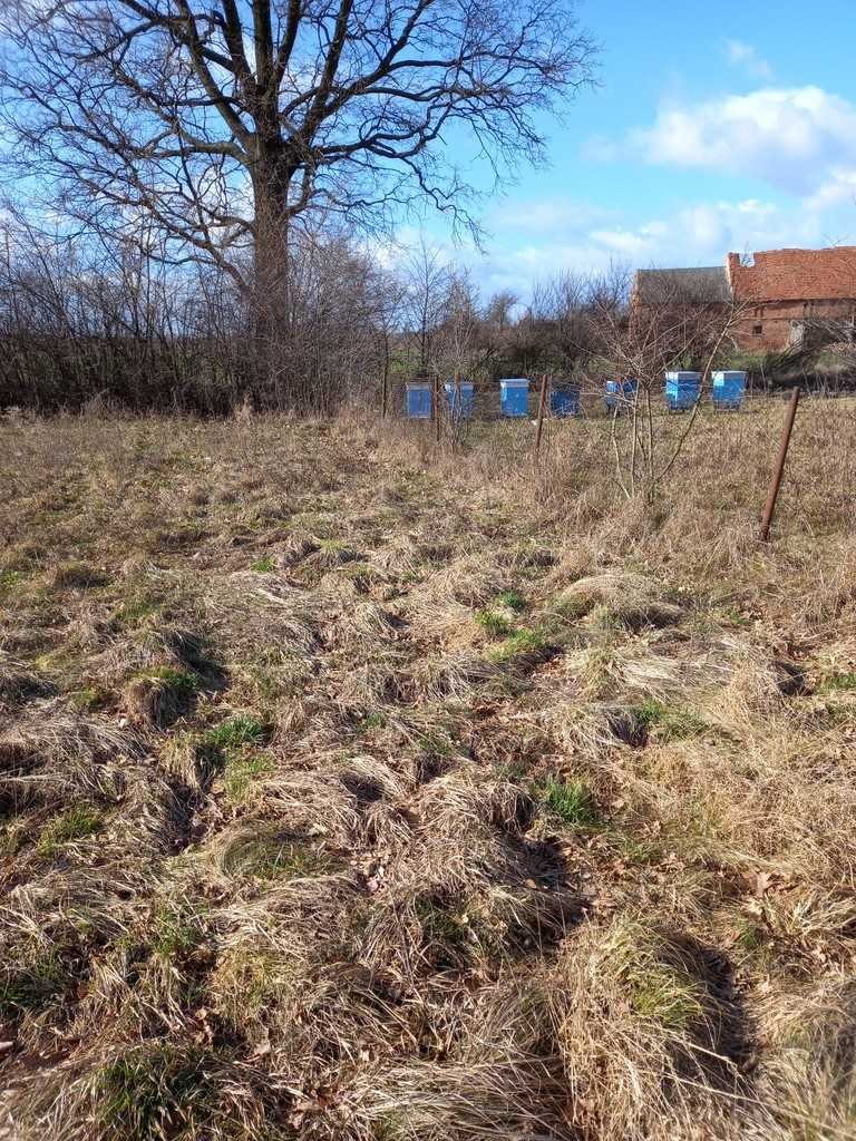 Działka inna na sprzedaż Ścinawa  3 000m2 Foto 8