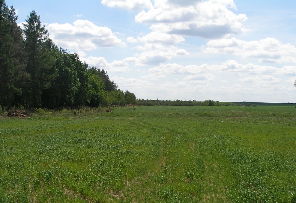 Działka rolna na sprzedaż Stara Dąbrowa  231 300m2 Foto 1