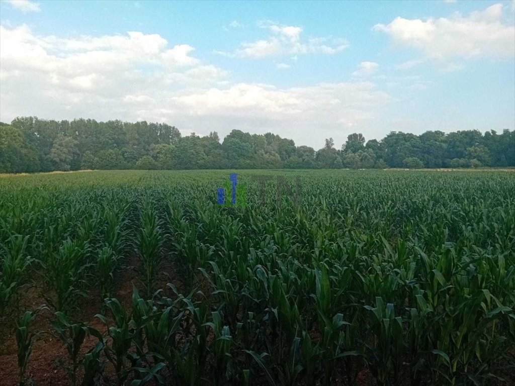 Działka rolna na sprzedaż Sadowice  7 400m2 Foto 3