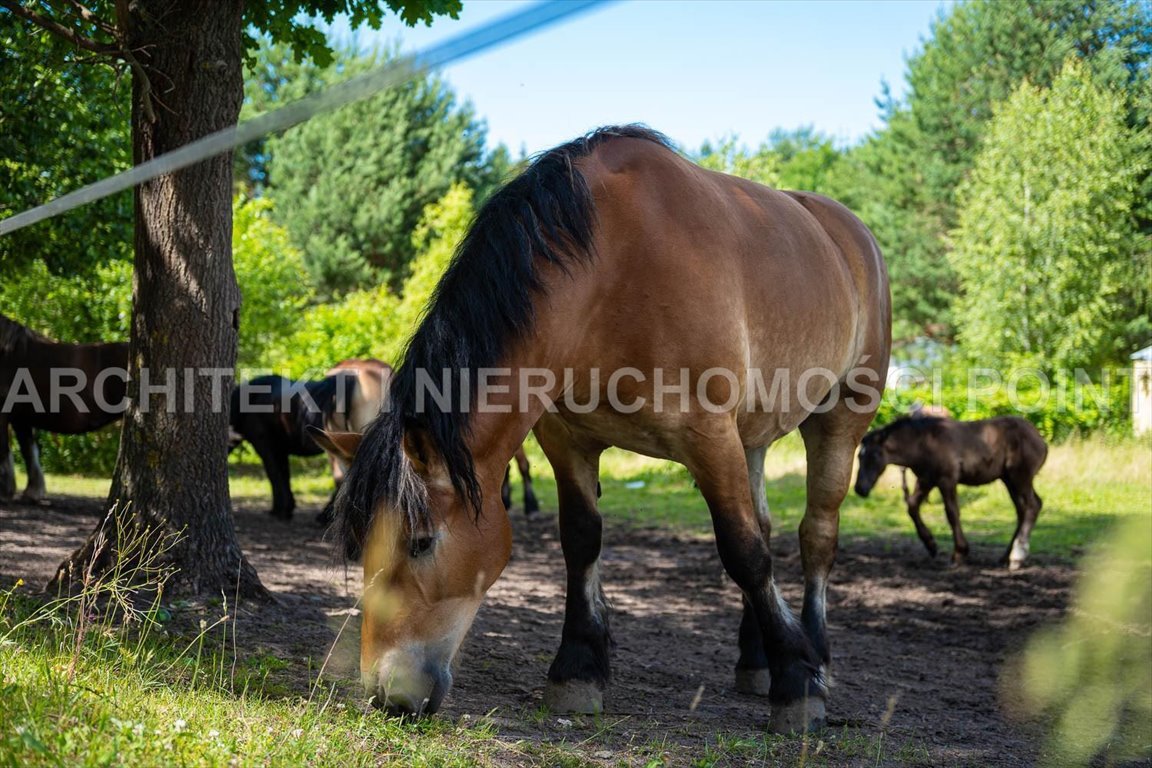 Działka rekreacyjna na sprzedaż Młynarze  4 533m2 Foto 6