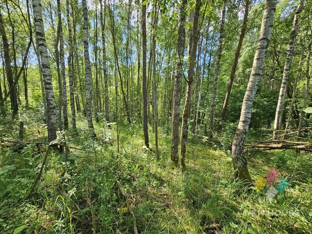 Działka siedliskowa na sprzedaż Próle  38 100m2 Foto 7