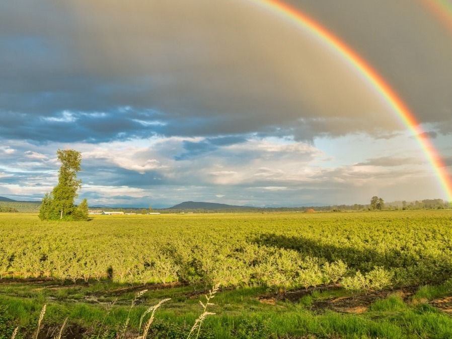 Działka gospodarstwo rolne na sprzedaż Zielona  7 500m2 Foto 3