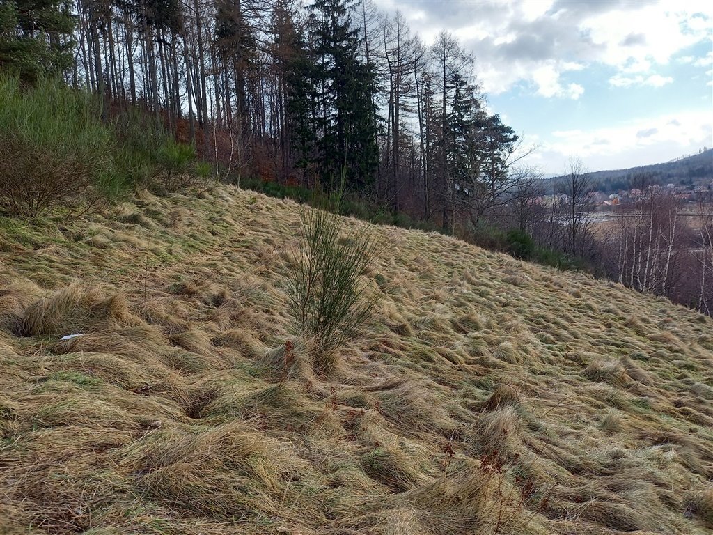 Działka budowlana na sprzedaż Jedlina-Zdrój, Glinica  3 800m2 Foto 11