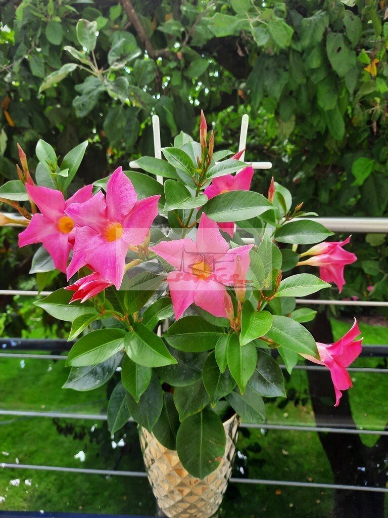 Mieszkanie trzypokojowe na sprzedaż Warszawa, Mokotów, Służew, Wałbrzyska  64m2 Foto 1