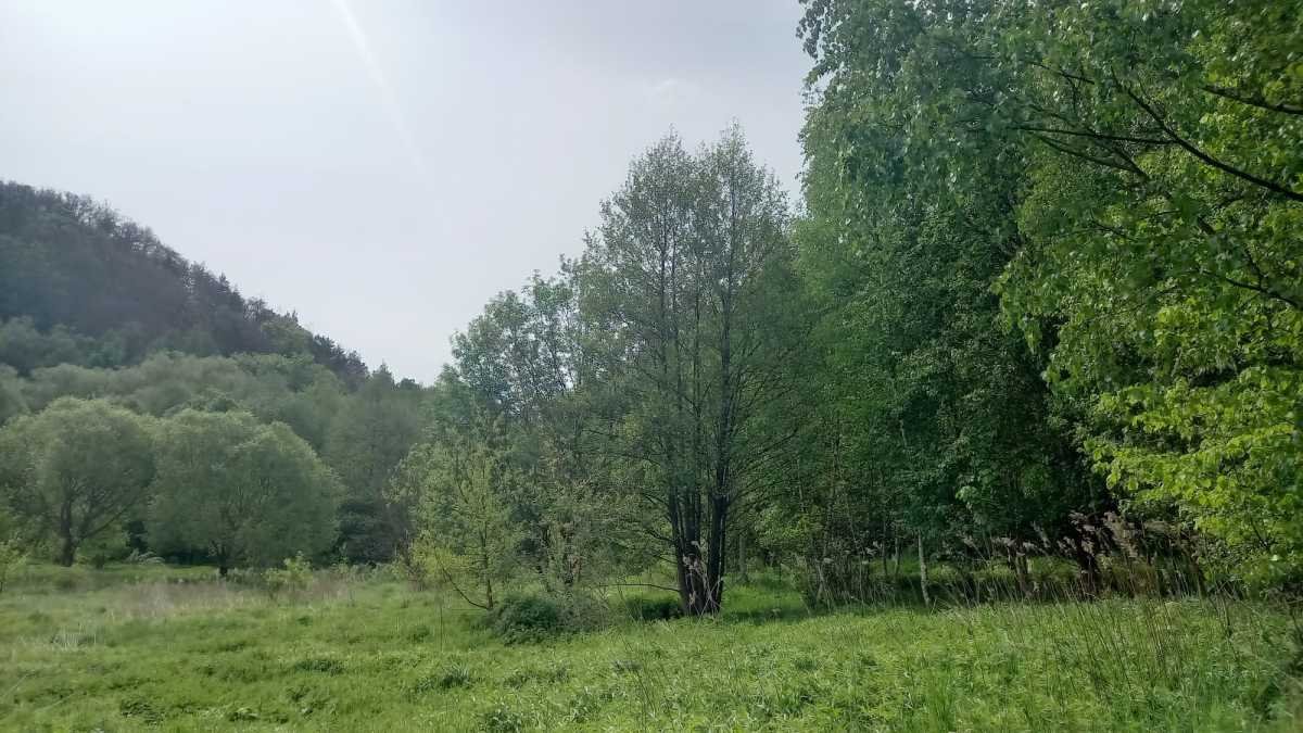 Działka gospodarstwo rolne na sprzedaż Stare Bogaczowice, Chwaliszów  26 500m2 Foto 13