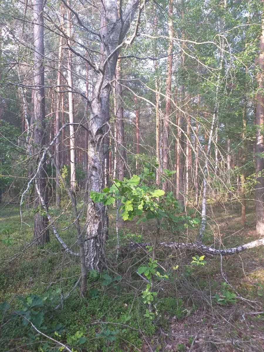 Działka leśna na sprzedaż Pańki  18 813m2 Foto 2