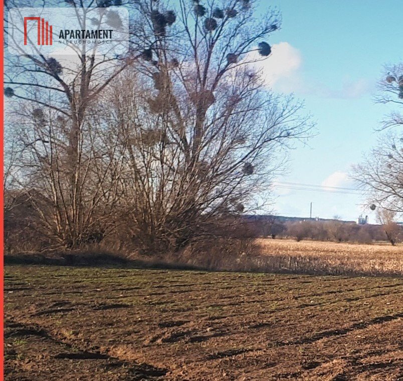 Działka budowlana na sprzedaż Niedźwiedź  5 000m2 Foto 3