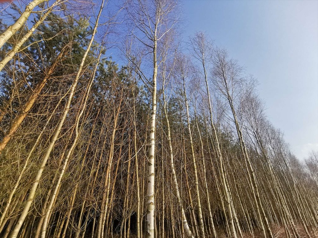 Działka leśna na sprzedaż Czyżkowo, Czyżkowo  18 900m2 Foto 11