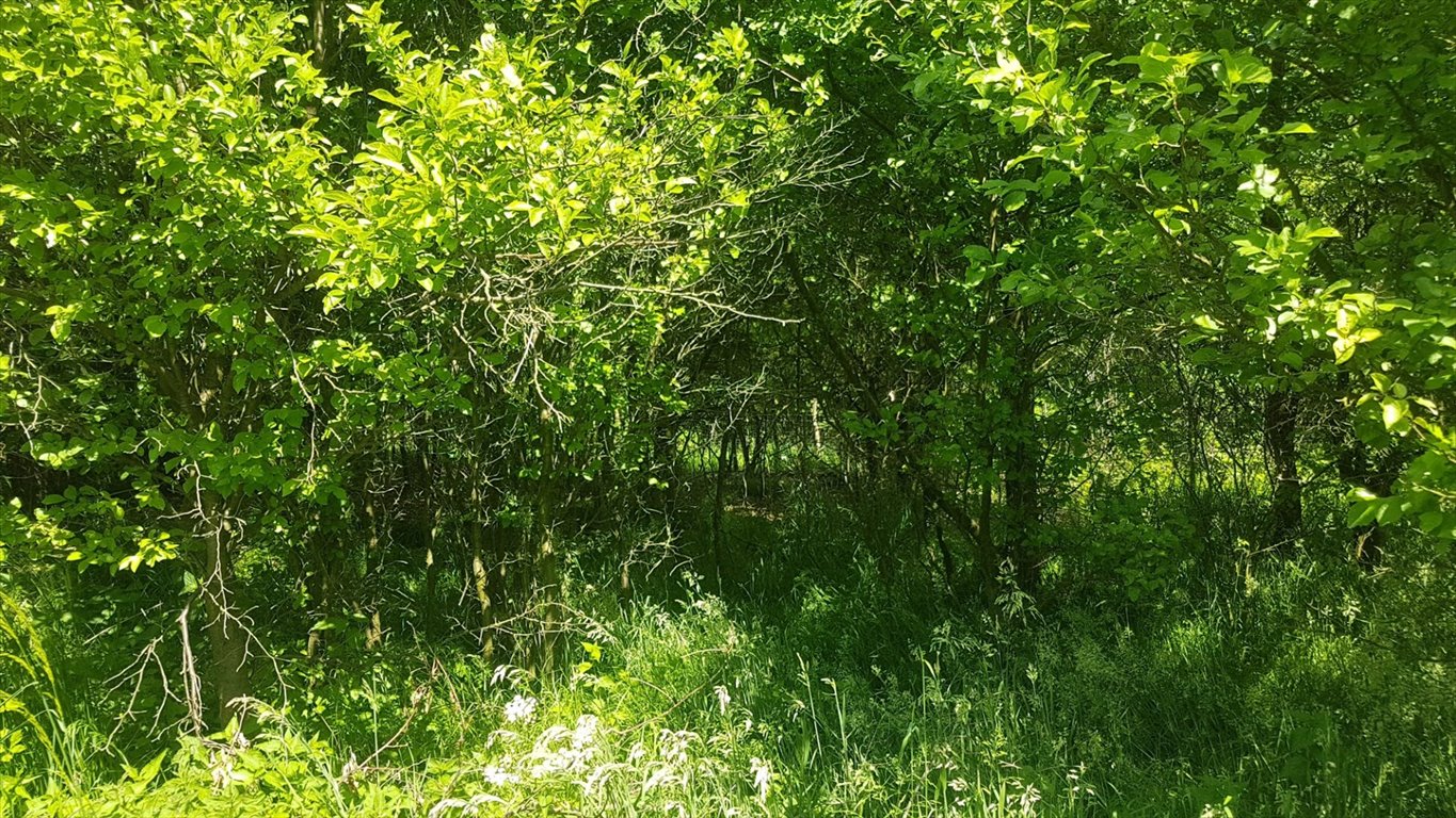 Działka budowlana na sprzedaż Rybna, Dębowa  800m2 Foto 1