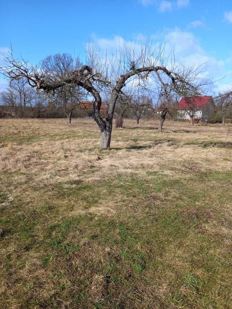 Działka 30 arów z drzewami pod dom w Tymowej - zapraszam Ścinawa  3 000m2 Foto 1