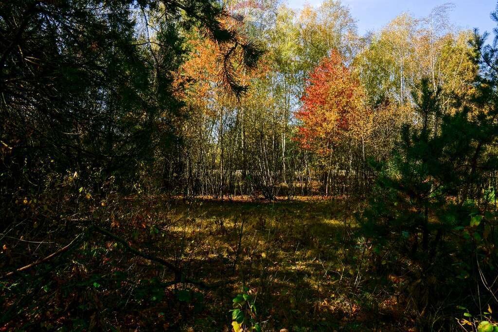 Działka budowlana na sprzedaż Puszcza Mariańska, Akacjowa  1 300m2 Foto 4