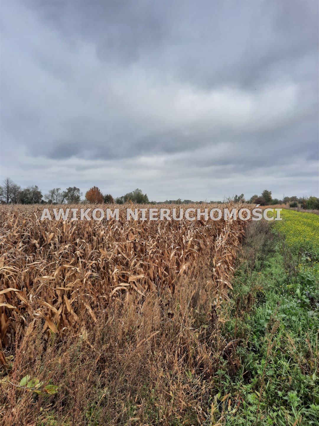 Działka budowlana na sprzedaż Zazdrość  16 400m2 Foto 3