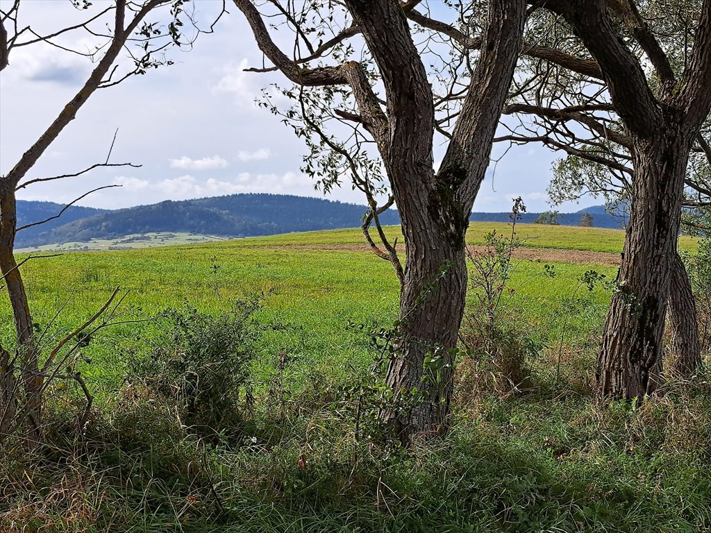 Działka rolna na sprzedaż Posada Jaśliska  9 900m2 Foto 6