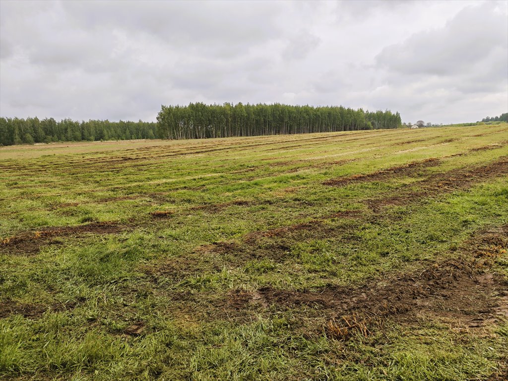 Działka rolna 2,95 ha z dobrym kształtem i kulturą rolniczą Kowiesy, Pękoszew, Pękoszew  29 500m2 Foto 1