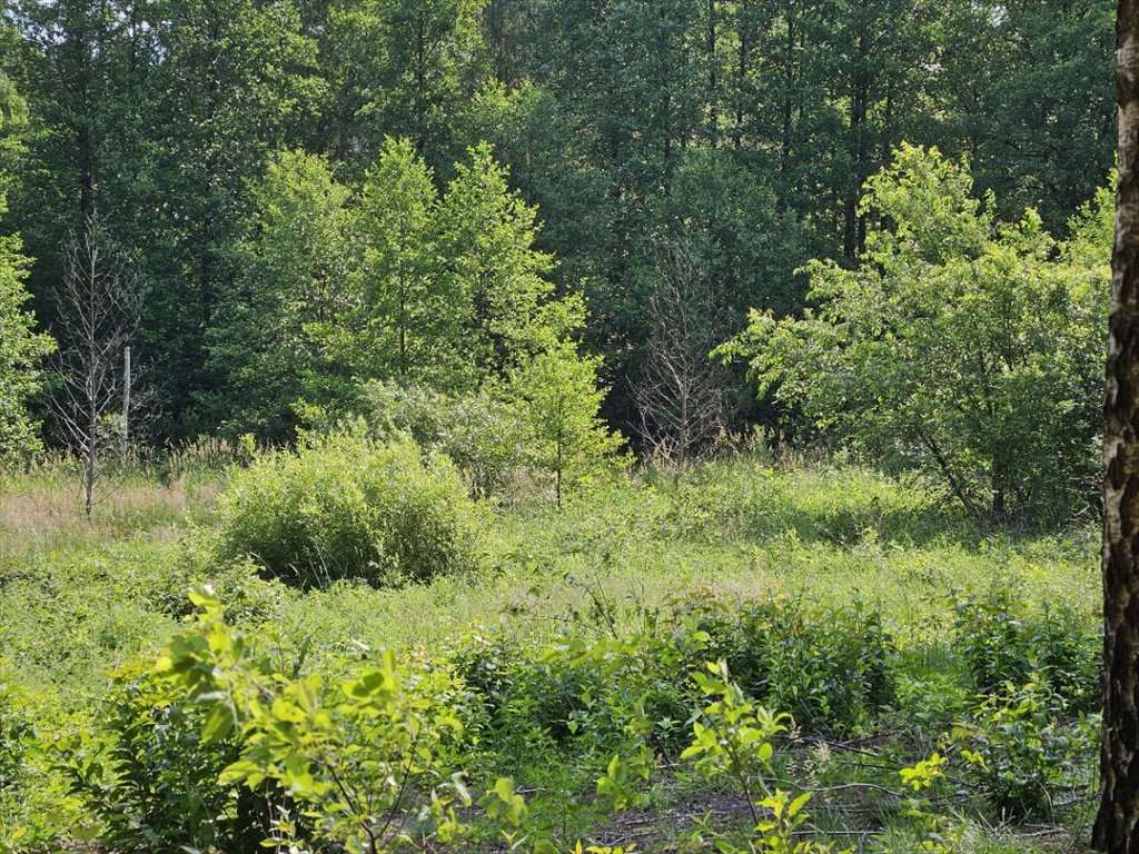 Działka rekreacyjna na sprzedaż Piasutno  981m2 Foto 6