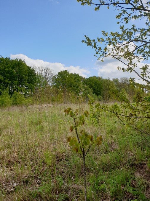 Działka pod zabudowę z dostępem do jeziora i lasu Wełtyń, POLNA  7 288m2 Foto 1