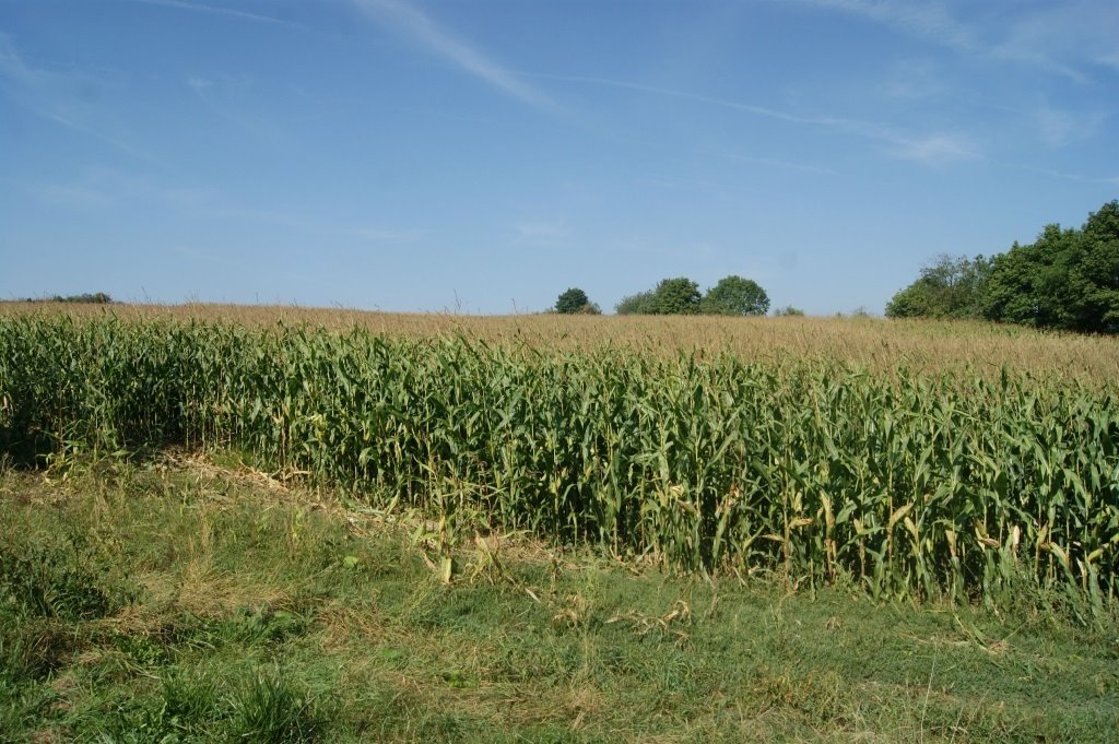 Działka inna na sprzedaż Stare Bogaczowice  1 000m2 Foto 3