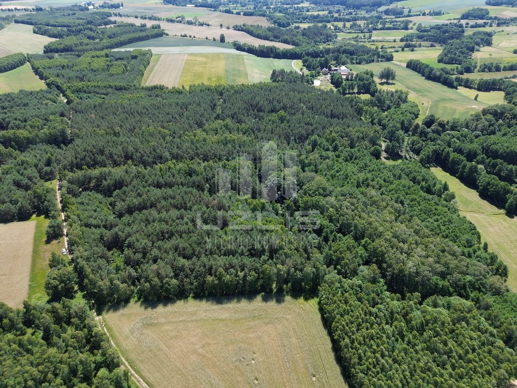 Działka leśna na sprzedaż Wysin  21 500m2 Foto 3