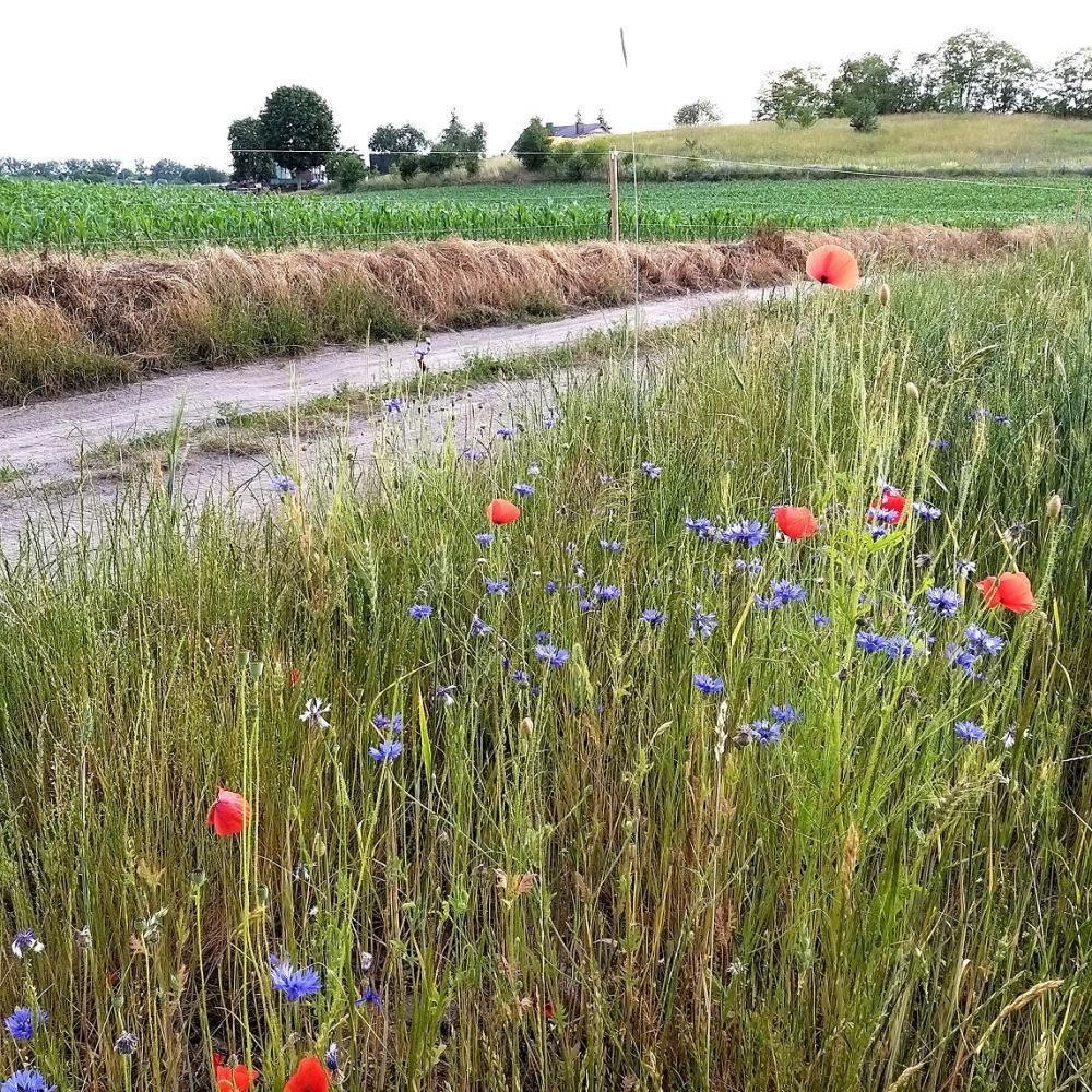 Działka inna na sprzedaż Duszniki, Kunowo  4 500m2 Foto 3