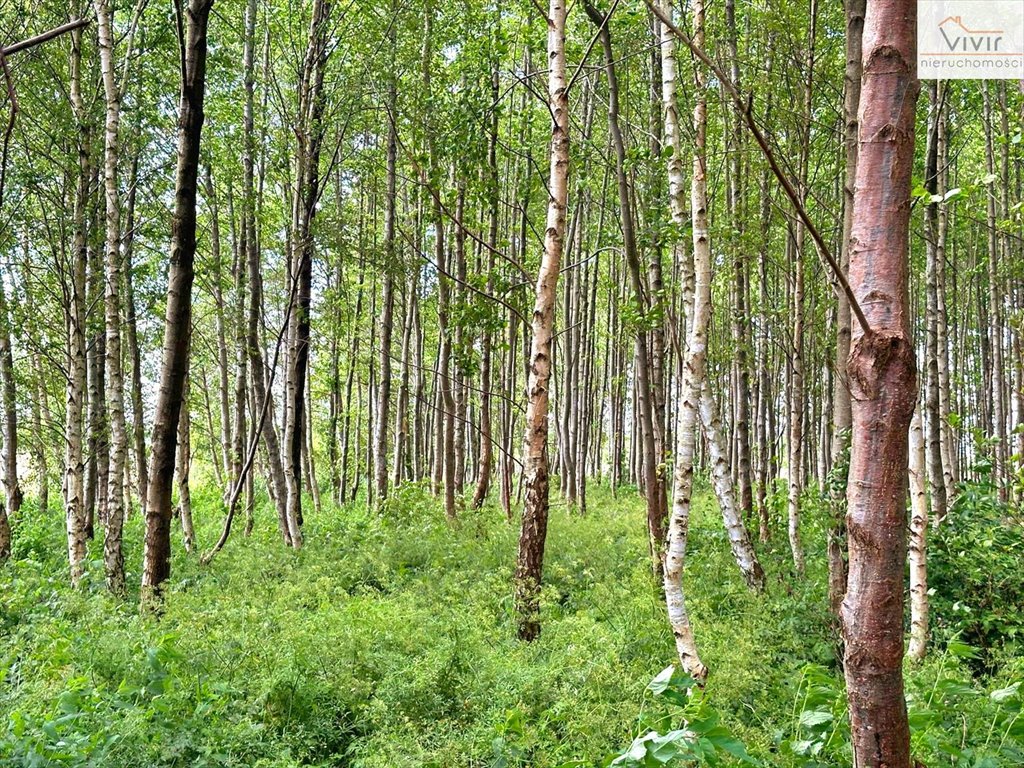 Działka inna na sprzedaż Rzuszcze  30 900m2 Foto 10