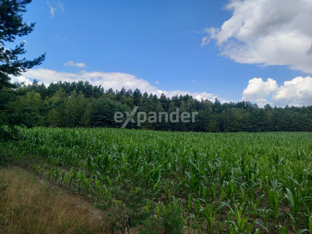 Działka budowlana na sprzedaż Cegielnik  44 037m2 Foto 1