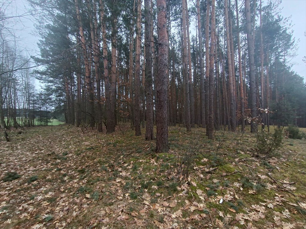 Działka leśna na sprzedaż Gorzakiew  27 000m2 Foto 15