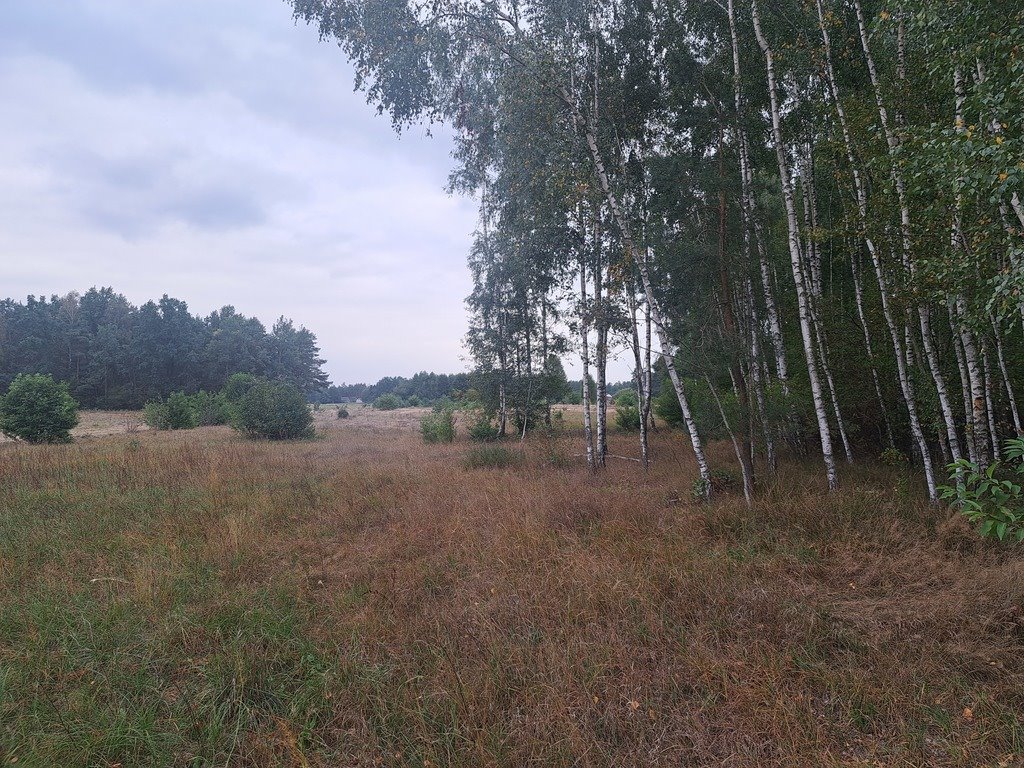 Działka rolna na sprzedaż Olszewka  3 000m2 Foto 13