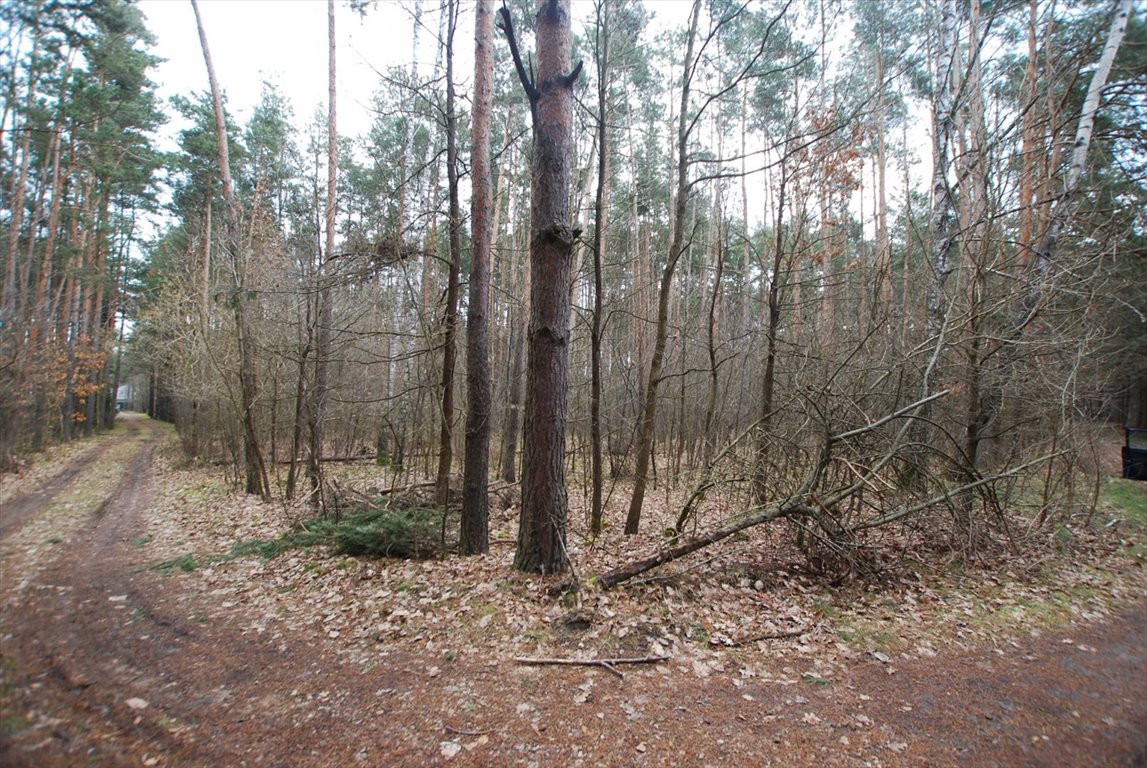 Działka leśna na sprzedaż Daleszyce, Marzysz  8 600m2 Foto 5