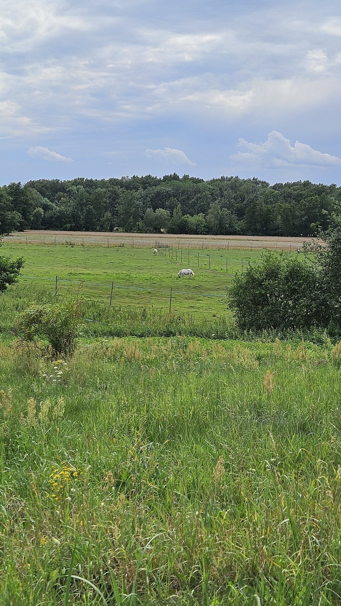 Działka budowlana na sprzedaż Zakrzyce  3 838m2 Foto 13