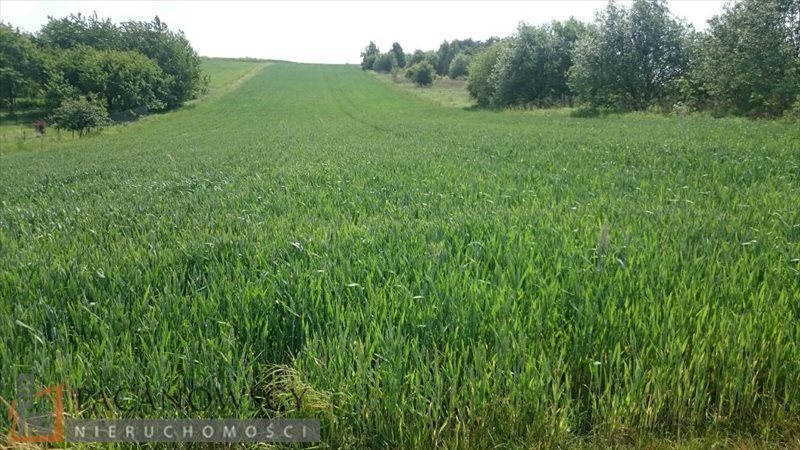 Działka rolna 60 arów w spokojnej okolicy, media przy działce Wierzchowie  6 000m2 Foto 1