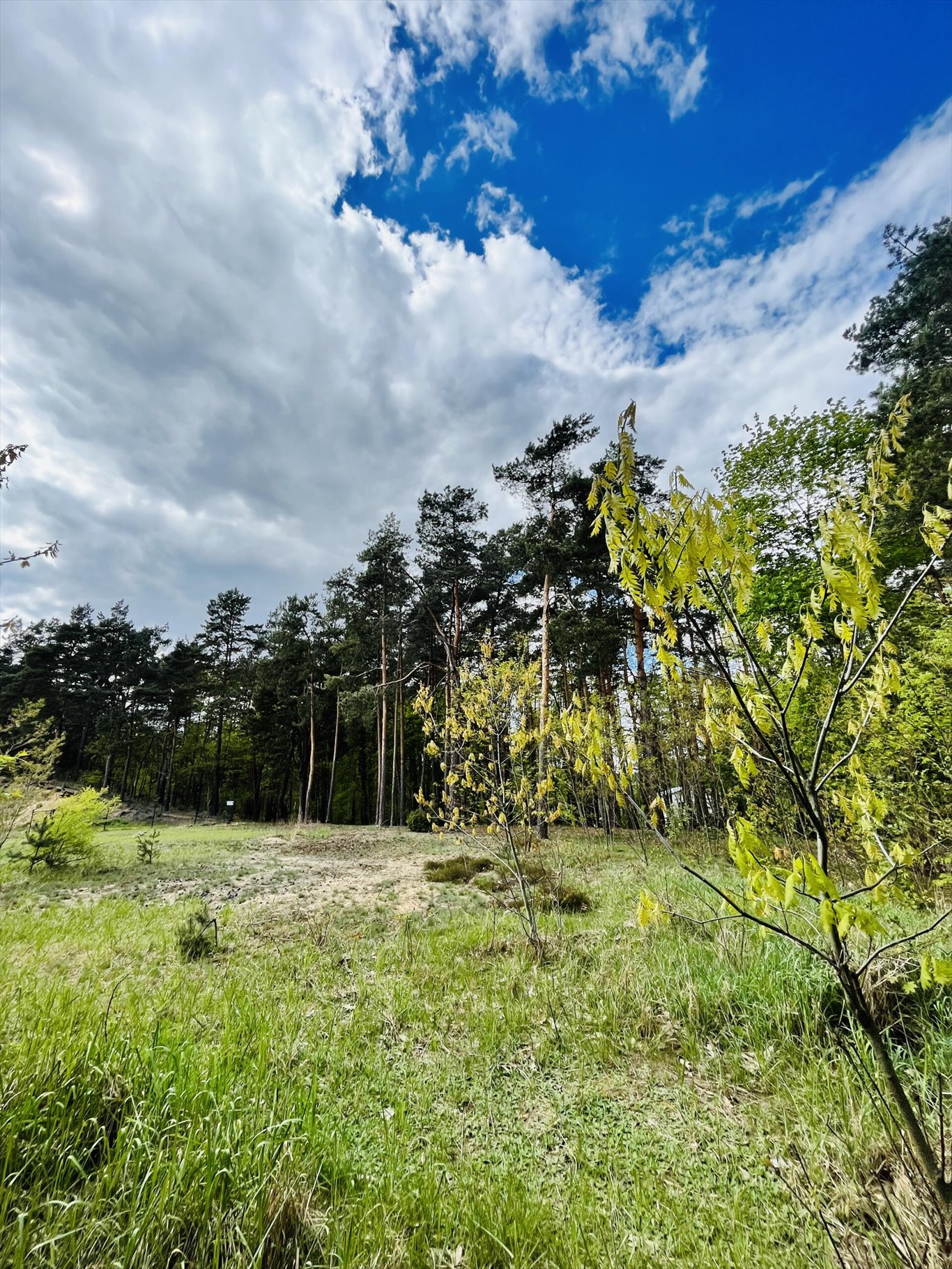 Działka inna na sprzedaż Wołomin, Orzechowa  2 000m2 Foto 12