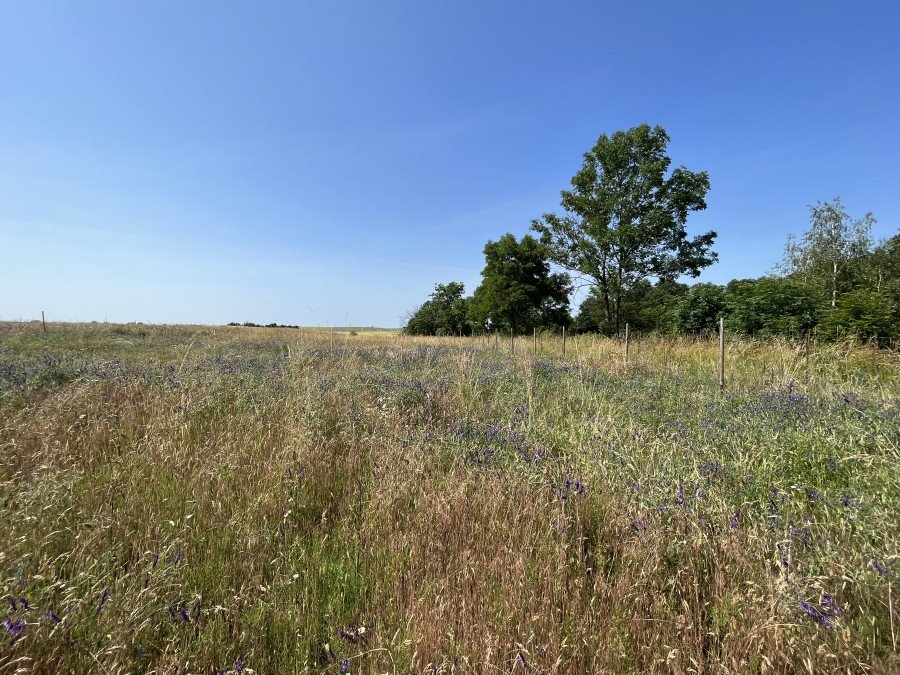 Działka budowlana na sprzedaż Dobiegniew  1 117m2 Foto 4