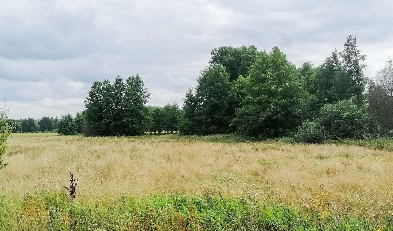 Działka budowlana na sprzedaż Płozy  1 083m2 Foto 1